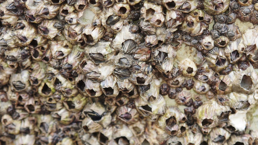 Majestic Barnacles On Rustic Surface Wallpaper