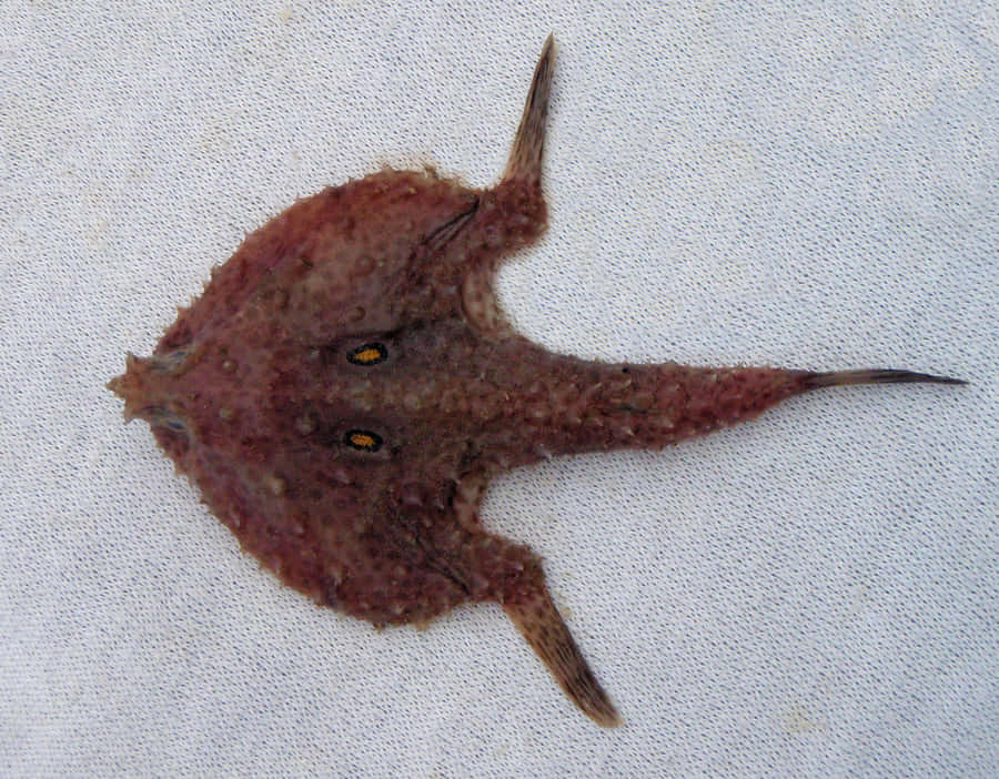 Majestic Batfish Gliding Through The Ocean Depths Wallpaper