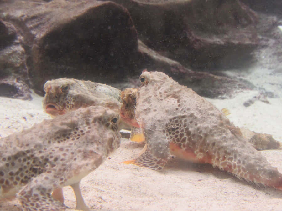 Majestic Batfish Swimming Underwater Wallpaper