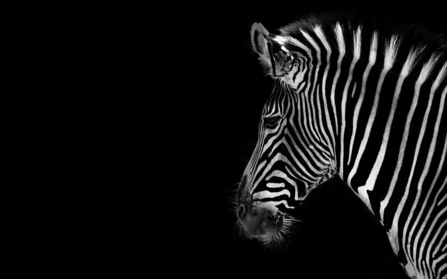 Majestic Black And White Animal In Its Natural Habitat Wallpaper