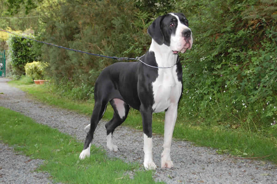 Majestic Blackand White Great Dane Standing Wallpaper