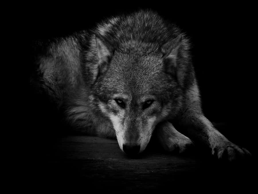 Majestic Blackand White Wolf Wallpaper