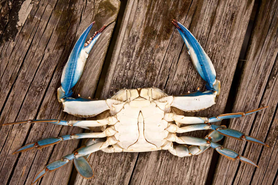 Majestic Blue Crab In Its Natural Habitat Wallpaper