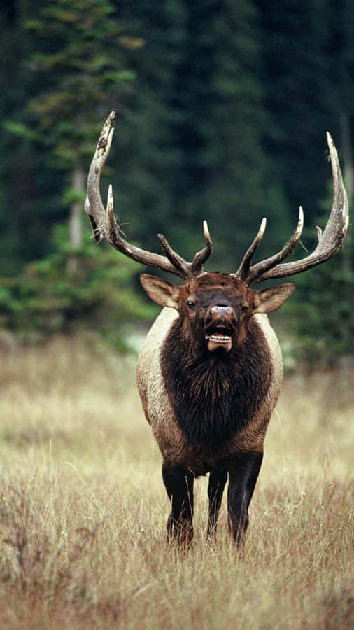 Majestic_ Bull_ Elk_in_ Meadow.jpg Wallpaper