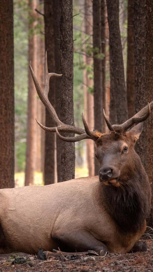 Majestic Bull Elk Restingin Forest Wallpaper