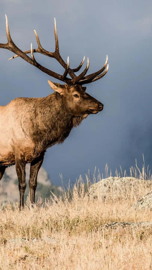 Majestic Bull Elk Standingin Field Wallpaper