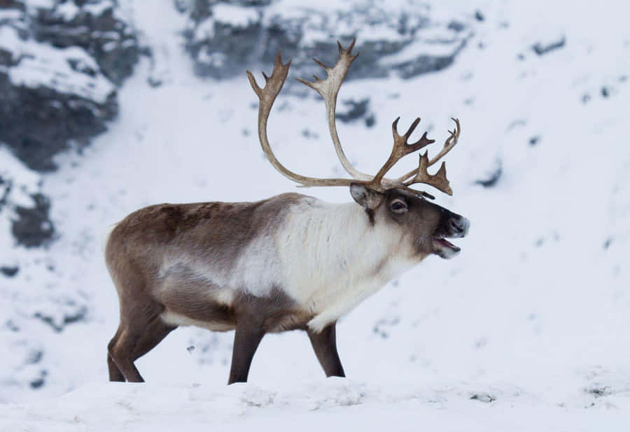 Majestic Caribouin Snowy Landscape Wallpaper