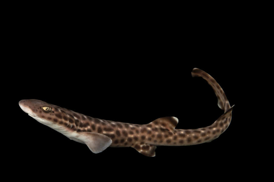 Majestic Catshark Swiming Underwater Wallpaper