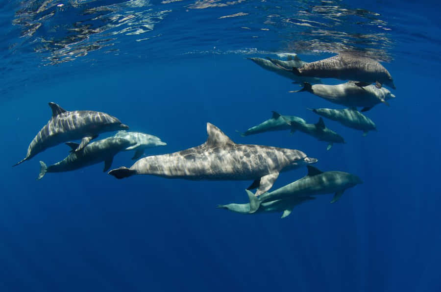 Majestic Cetacean Gliding Through Azure Seas Wallpaper