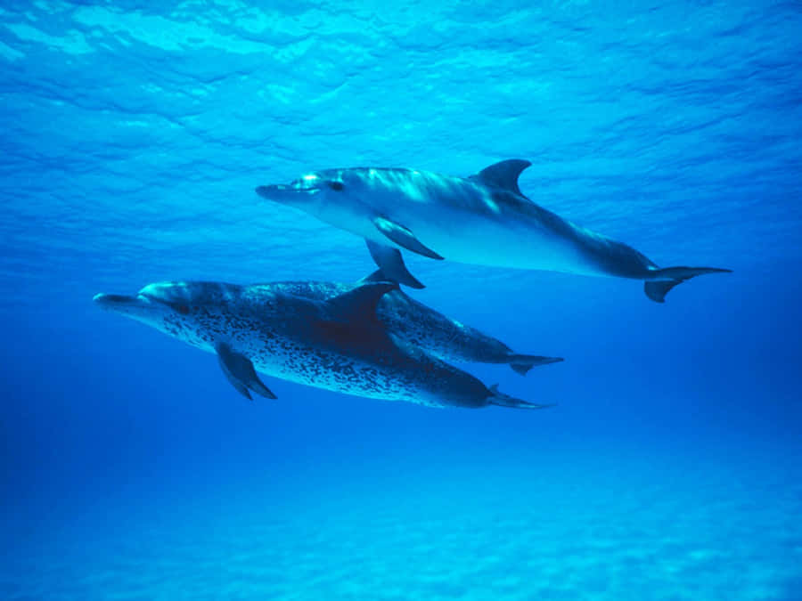 Majestic Cetacean In The Ocean Blue Wallpaper