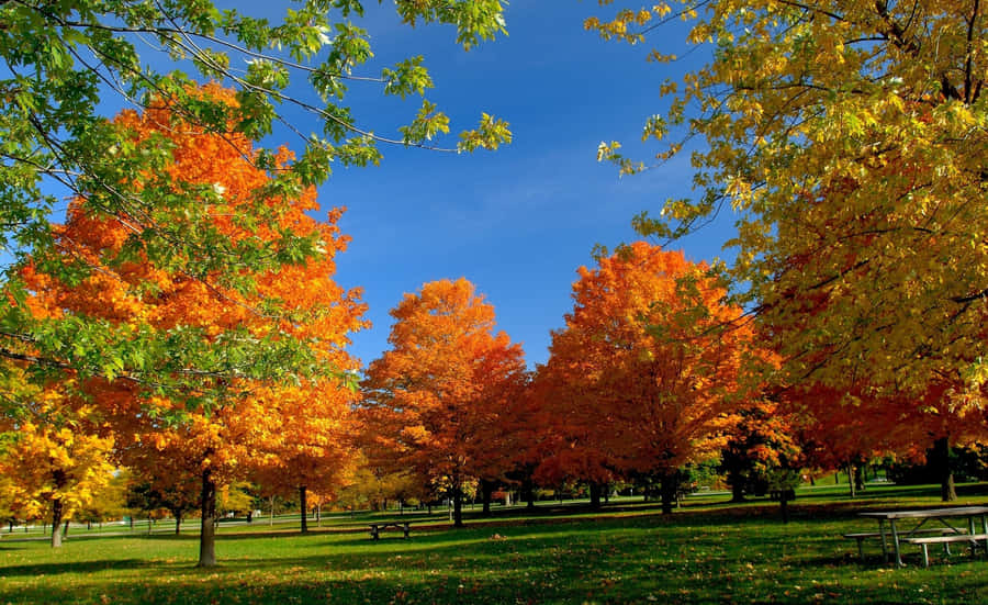 Majestic Colorful Trees In Autumn Splendor Wallpaper