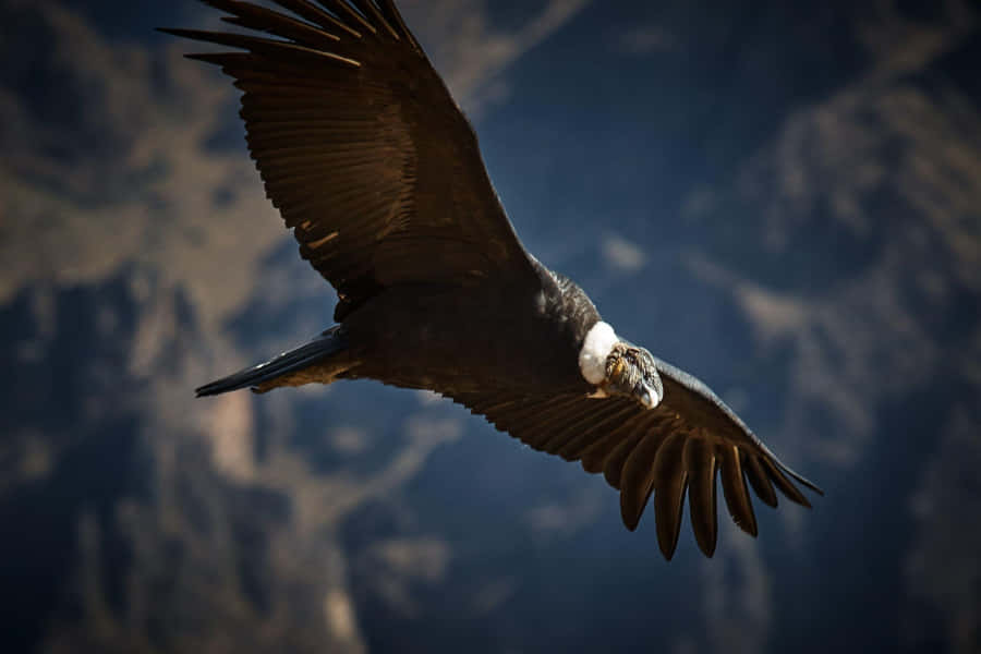 Majestic Condor In Flight Wallpaper