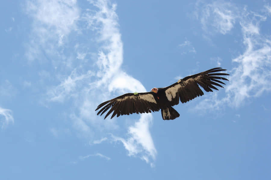 Majestic Condor In Flight Wallpaper