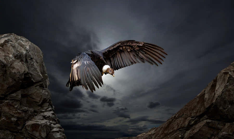 Majestic Condor In Flight Wallpaper
