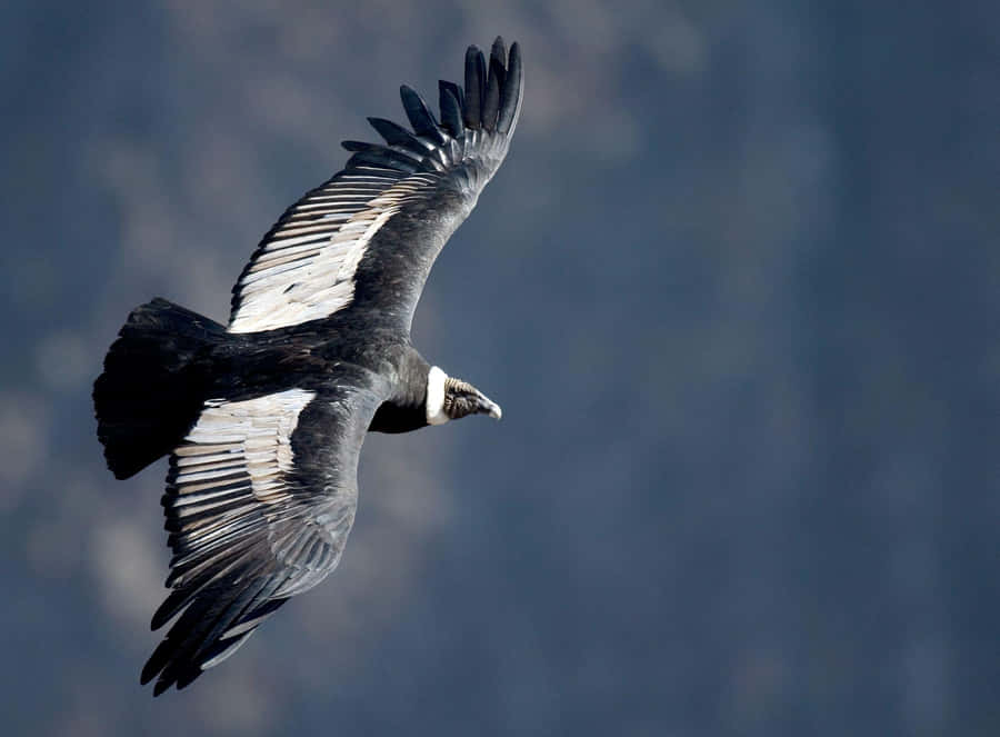 Majestic Condor In Flight Wallpaper