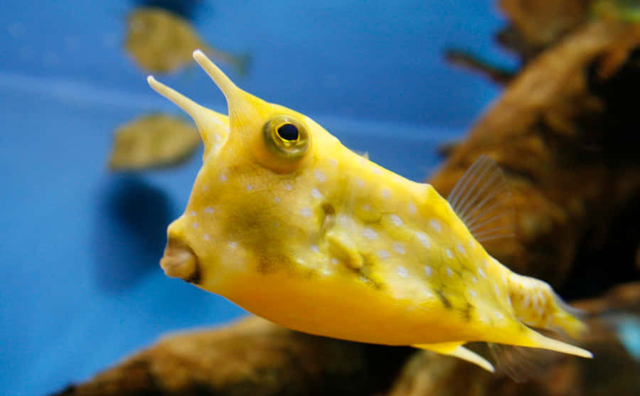 Majestic Cowfish Swimming In Crystalline Waters Wallpaper