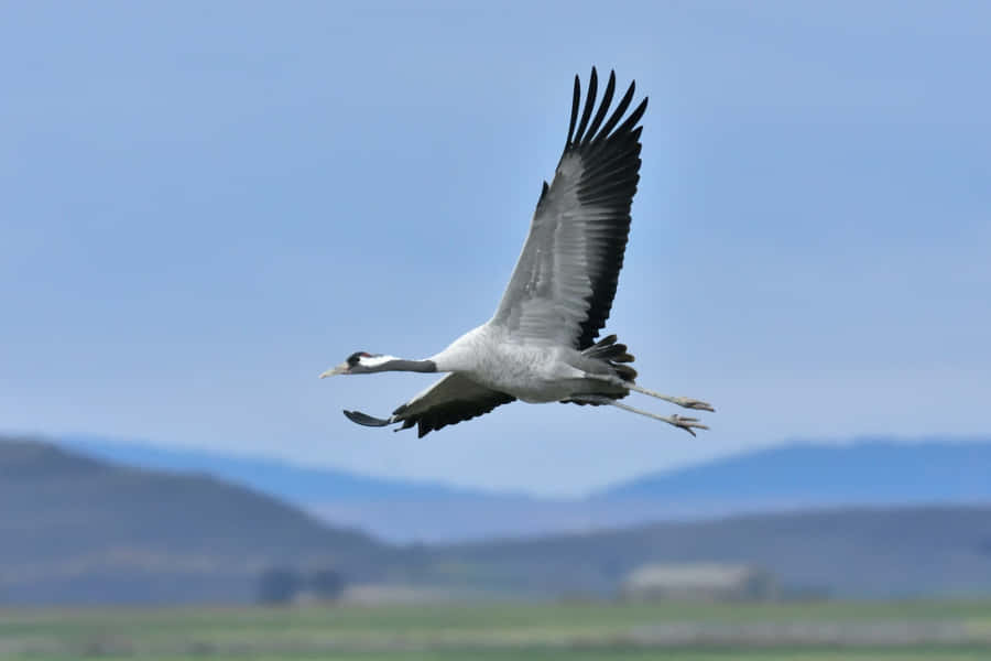 Majestic Crane In Flight.jpg Wallpaper