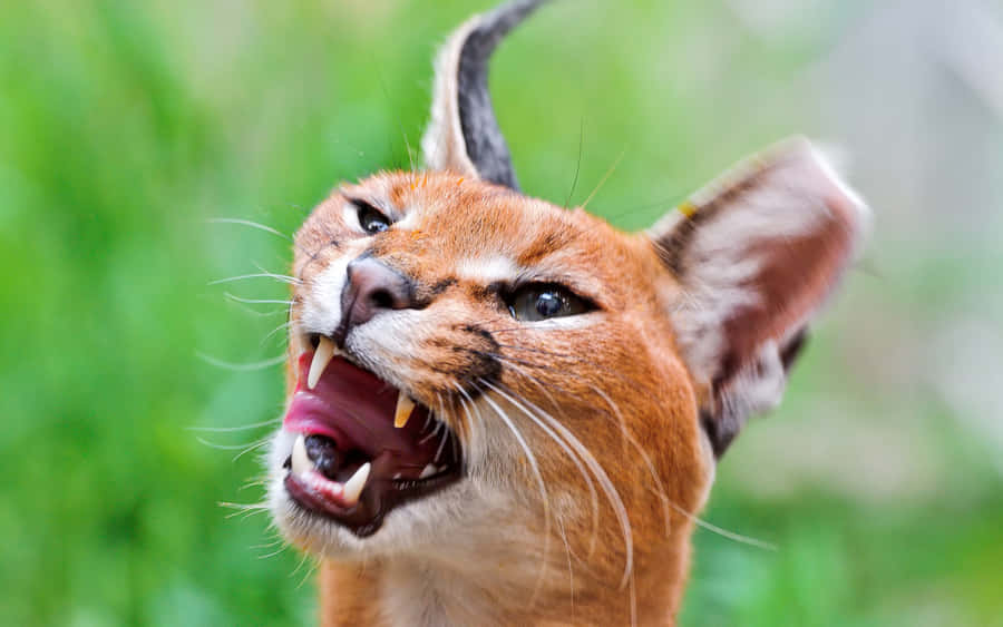 Majestic Desert Lynx Prowling In Its Natural Habitat Wallpaper