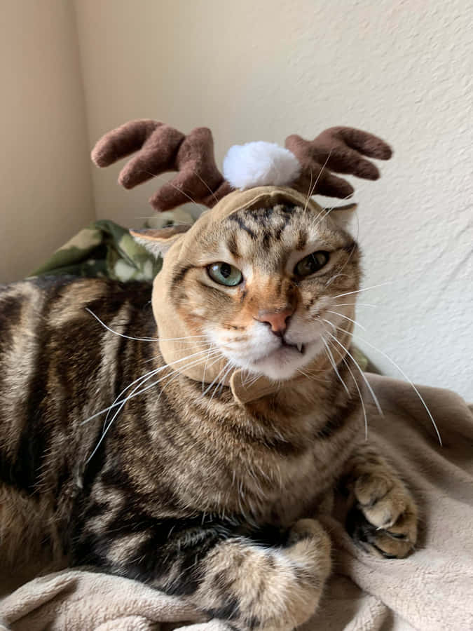 Majestic Desert Lynx Prowling The Sand Dunes Wallpaper