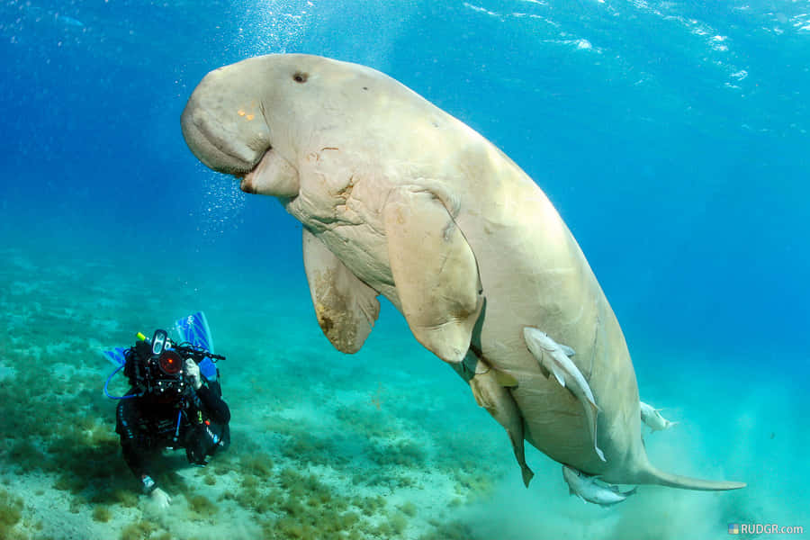 Majestic Dugong Cruising The Ocean Depths. Wallpaper