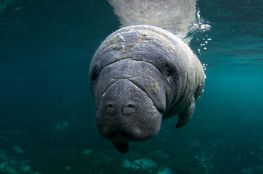 Majestic Dugong Glazing Serenely In Shallow Sea Wallpaper