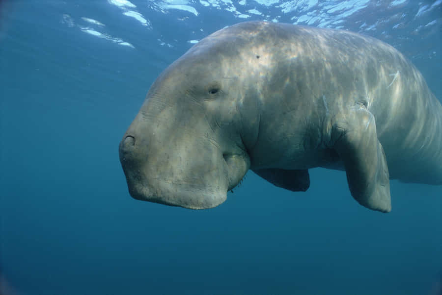 Majestic Dugong Swimming Gracefully Underwater Wallpaper