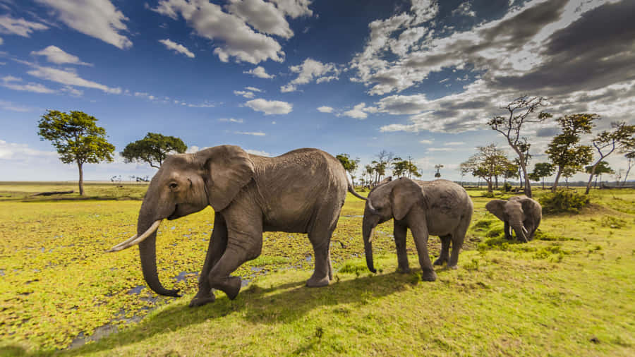 Majestic Elephants Roaming In Masai Mara National Reserve Wallpaper