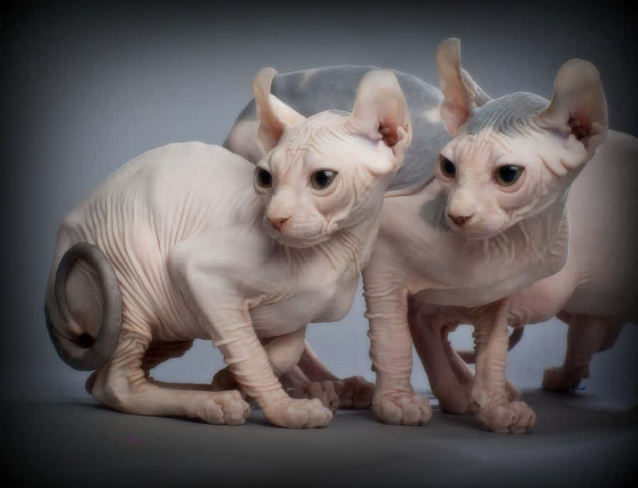 Majestic Elf Cat Posing Elegantly Wallpaper