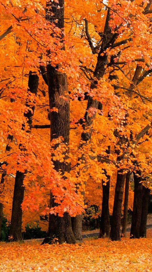 Majestic Fall Trees In Their Autumn Splendor Wallpaper