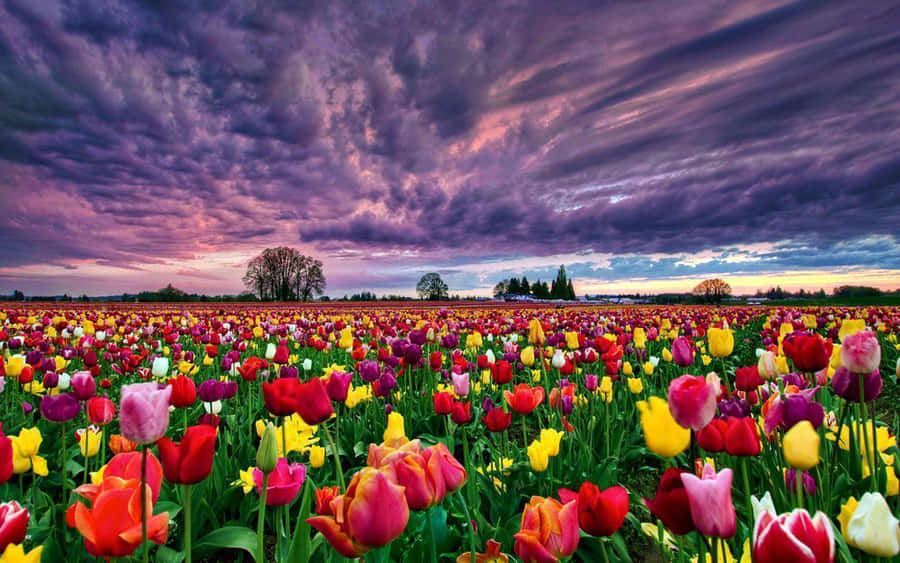 Majestic Field Of Flowers At Sundown Wallpaper