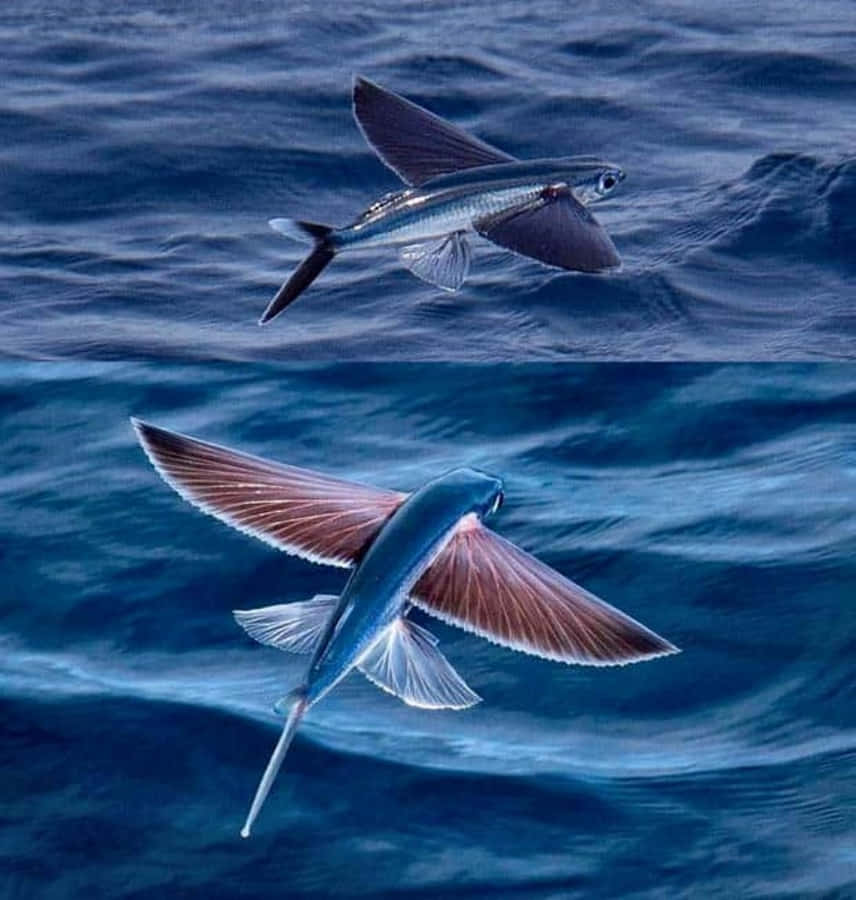 Majestic Flying Fish Gliding Above The Ocean Surface Wallpaper