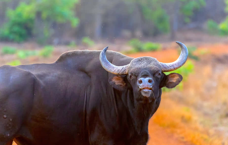 Majestic Gaur Standing In Wilderness.jpg Wallpaper