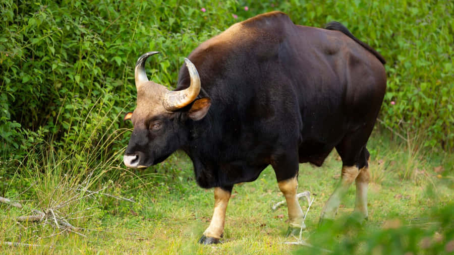 Majestic Gaurin Natural Habitat.jpg Wallpaper