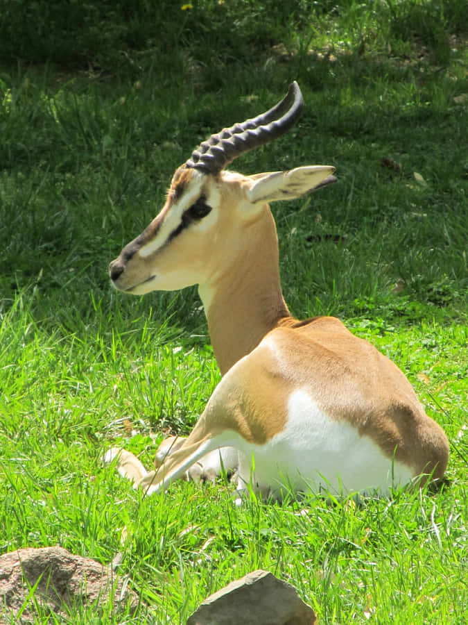 Majestic Gazelle Grazing In The Wild Wallpaper