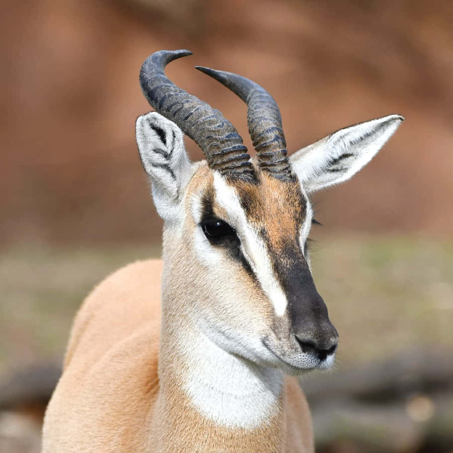 Majestic Gazelle In Pristine Wilderness Wallpaper