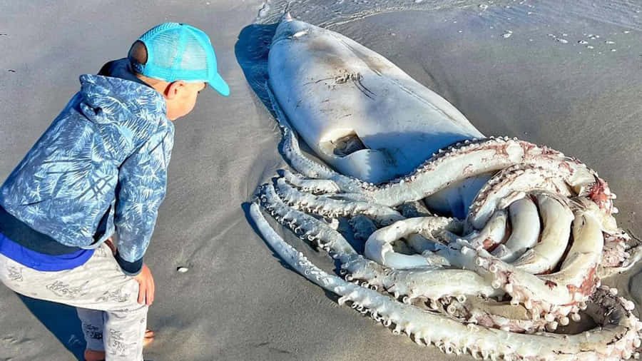 Majestic Giant Squid Lurking In The Deep Sea Wallpaper