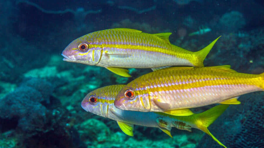 Majestic Goatfish Swimming In Clear Blue Waters Wallpaper