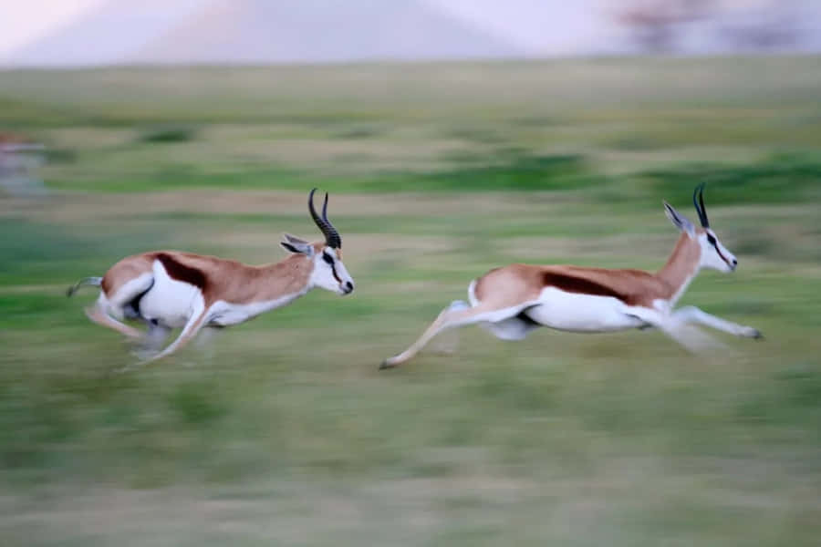 Majestic Graceful Gazelle In Natural Habitat Wallpaper