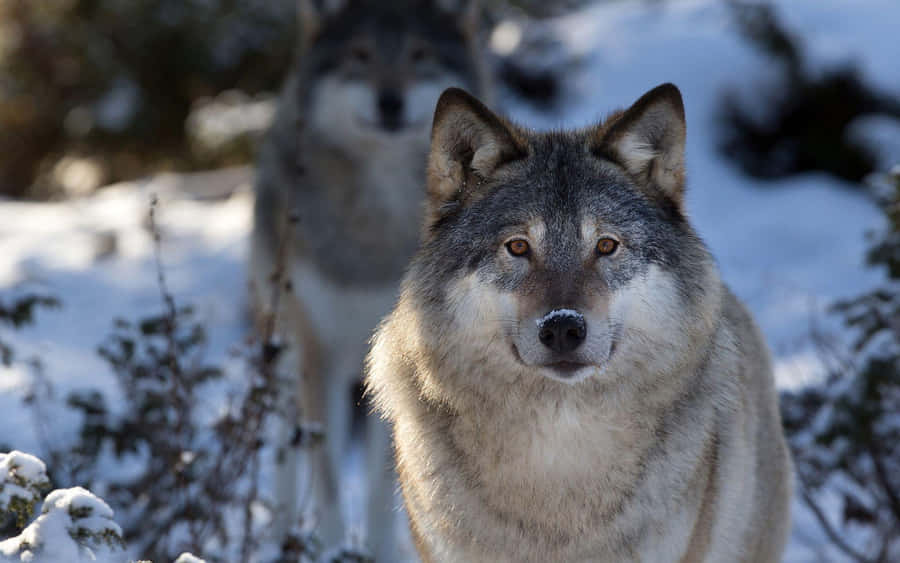 Majestic Gray Wolf In A Snowy Forest Wallpaper