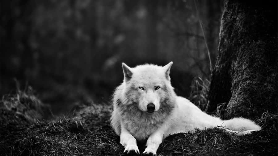 Majestic Gray Wolf In The Wild Wallpaper
