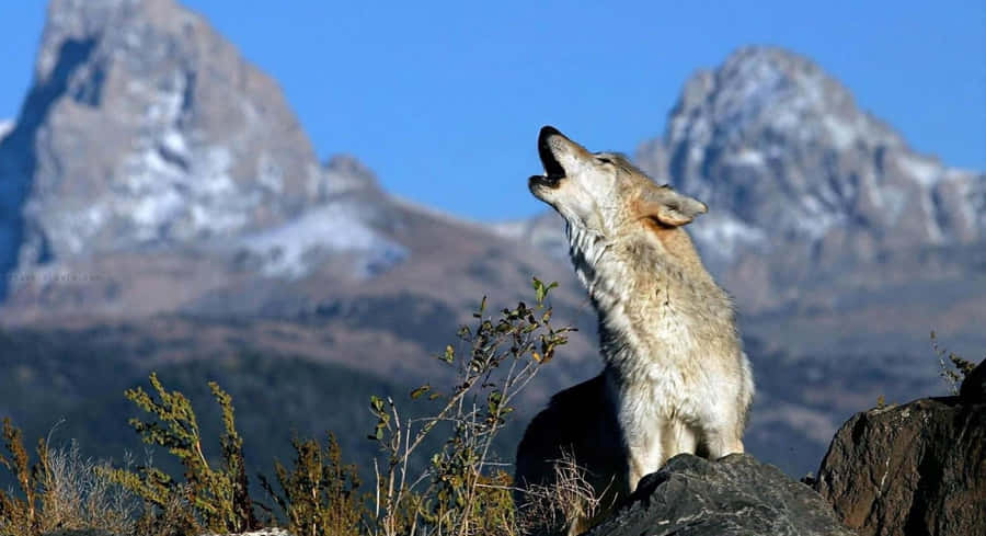 Majestic Gray Wolf In The Wild Wallpaper