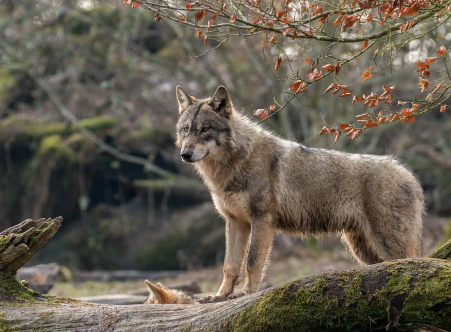 Majestic Gray Wolf In The Wilderness Wallpaper