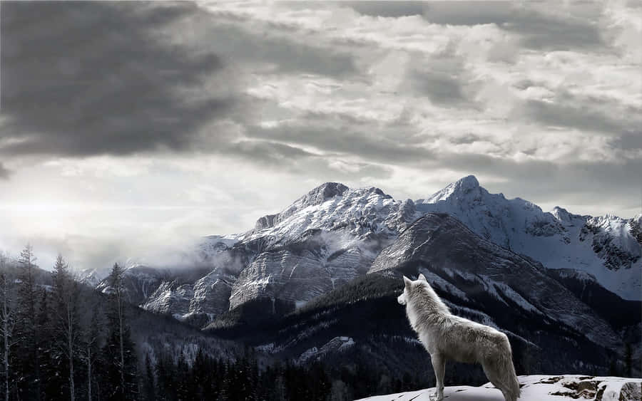 Majestic Gray Wolf In The Wilderness Wallpaper