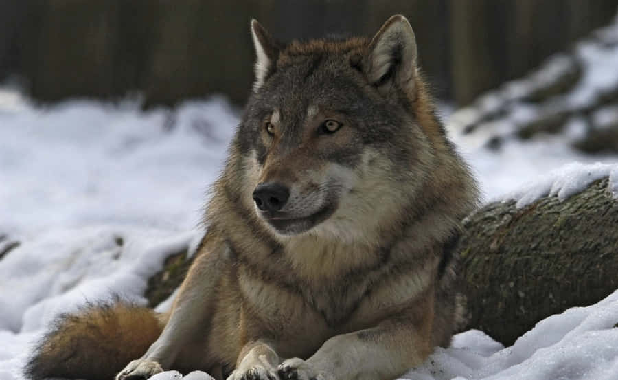 Majestic Gray Wolf In The Wilderness Wallpaper