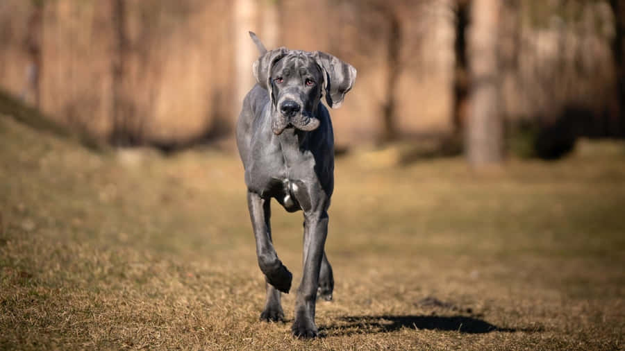 Majestic Great Dane Lounging In Nature Wallpaper