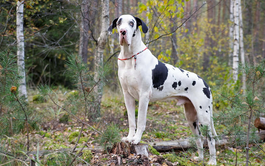 Majestic Great Dane Standing Tall Wallpaper