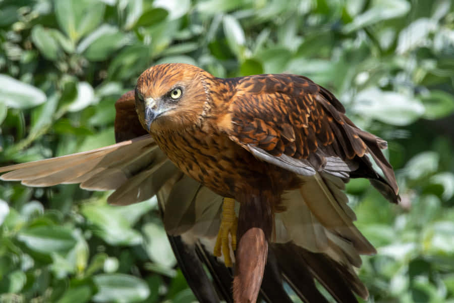 Majestic Harrier Birdin Nature.jpg Wallpaper