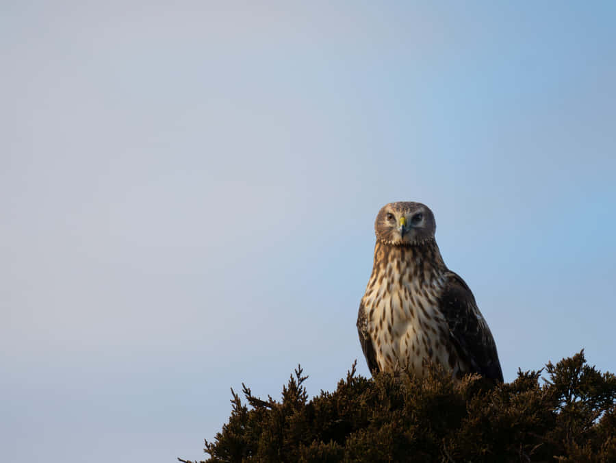 Majestic Harrier Perched Wallpaper