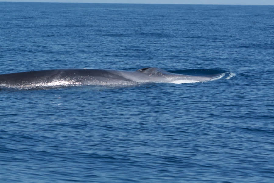 Majestic Humpback Whale Breaching Out Of The Sea Wallpaper