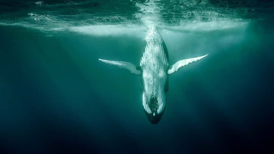 Majestic Humpback Whale In Tranquil Ocean Wallpaper